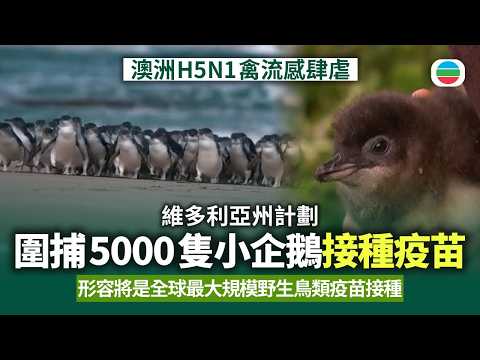 澳洲H5N1禽流感肆虐　維多利亞州計劃圍捕5000隻小企鵝接種疫苗｜國際新聞｜無綫新聞｜TVB News｜2026/08/14