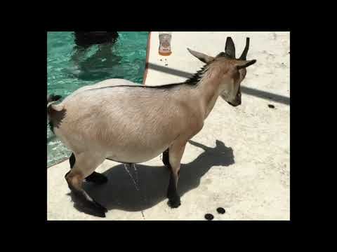 Baby Goats Learn To Swin