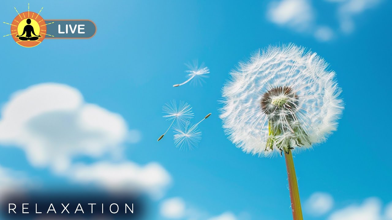 🔴 Ambient Meditation Music 24/7: Deep Relaxing Music for Sleep | Helps Heal Your Nervous System 🌿