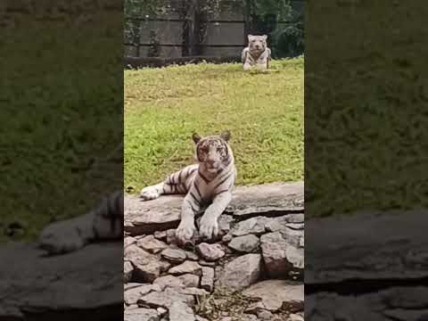 #Tiger#White#rare#animal#