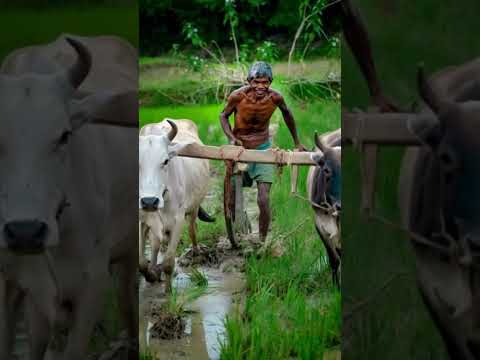 Sri lankan happy farmer #farmer #nature #relaxing #happy