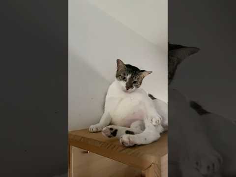 Cats day 28 Oct 2025 #cats #catlover #tombamlucky #fypsg #sgcats