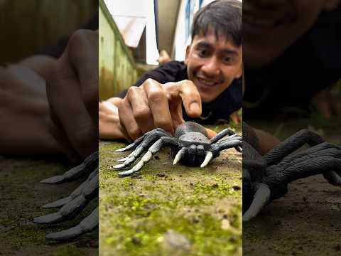 My hands are trembling, but I won’t stop until the millipede moves#shortvideo#millipedes