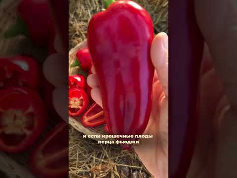 🌋 ПЕРЕЦ ФЬЮДЖИ — МАЛЕНЬКИЙ ВУЛКАН ВКУСА НА ВАШЕМ ПОДОКОННИКЕ! #SemenaPartnerShorts