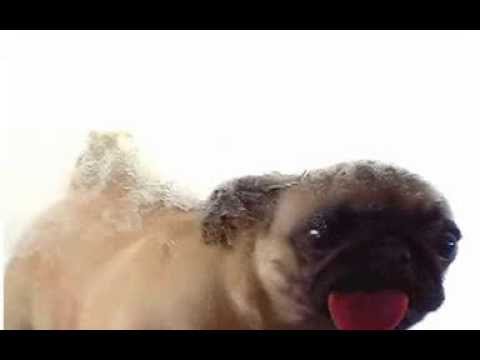 Pug Licking Screen - YouTube