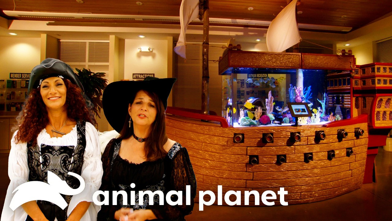 A Fish Tank Inside a PIRATE SHIP?! | Tanked | Animal Planet