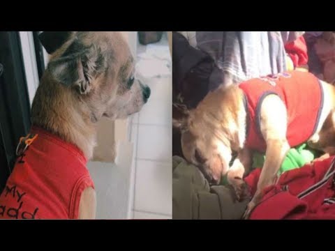 6 Years After His Soulmate Was Taken From Him, This Heartbroken Dog Recognized A Familiar Scent