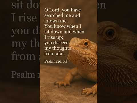 #music #song #lyrics #dailybibleverse #christianmusic #beardeddragon