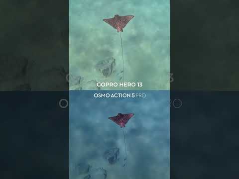 DJI Osmo Action 5 Pro vs GoPro Hero 13 💧(Underwater Comparison)