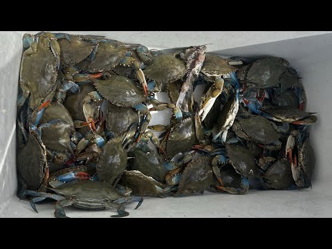 New jersey crabbing summer 2026- catch and cook video thumbnail