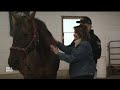 In Connecticut, these horses are helping veterans cope with the trauma of combat  - 06:30 min - News - Video