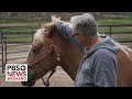 In Connecticut, these horses are helping veterans cope with the trauma of combat