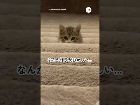 子猫の巧みな距離調節が話題の遊び動画 サムネイル