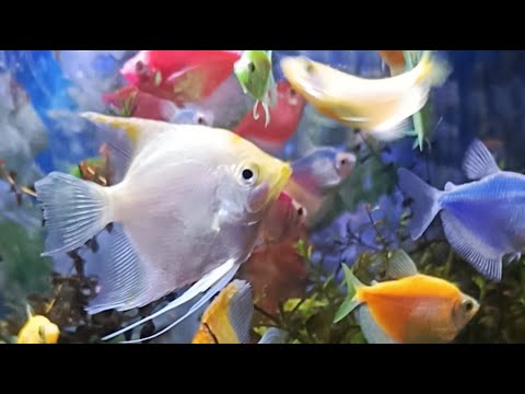 The ECQ BLOOMS garden is live!