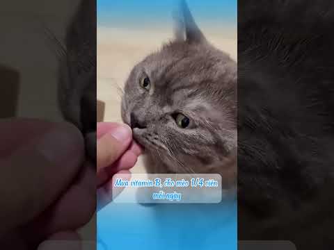 3 Bí quyết nuôi mèo ai cũng nên biết ,giúp boss khỏe mạnh, ít bệnh #shots  #mèo #cat