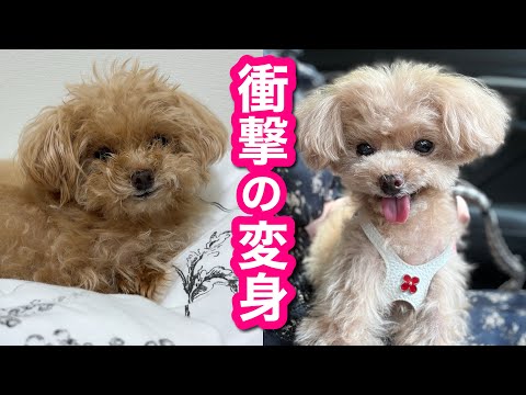 愛犬の目が突然開かなくなって数か月。助けを求め、あの場所へ!衝撃の変身に感動が止まらない…!【トイプードルのコロン】