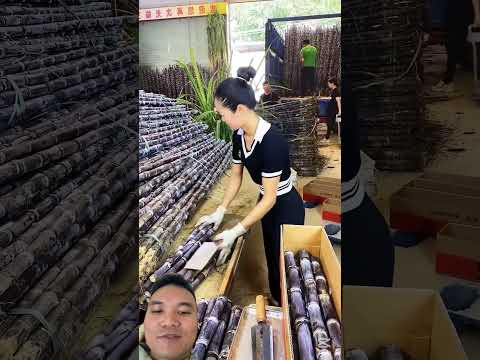 Em Gái Chặt Mía Siêu Nhanh #woodworking