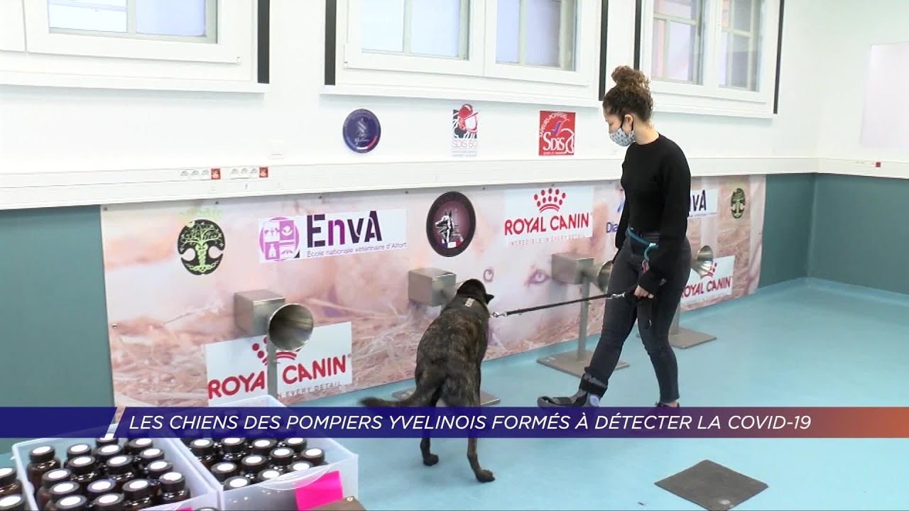 Yvelines | Les chiens des pompiers yvelinois formés à détecter le Covid-19