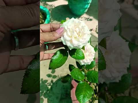 🌱 Beautiful & Healthy white rose🌹 flowers 🪴👍💯👌||#garden #flowers #poetry #love #motivation #shorts