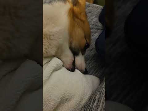 little man cant stop biting #corgi #doggielife #puppy #dog #shorts #cute