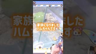 ハムスターお迎えしました🐹♡小次郎です！！ #910inc #新人vtuber #ハムスター #ハムスターのいる生活 #shorts
