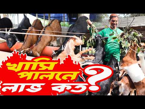 খাসি ছাগল মোটাতাজাকরণে লাভ কত? খরচ কত?  খাসি ছাগল পালন পদ্ধতি | Khasi chagol palon poddhoti