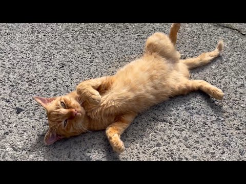 あまりに魅惑的なゴロニャンを披露する保護猫さん　Luna is relaxing in the sun outside