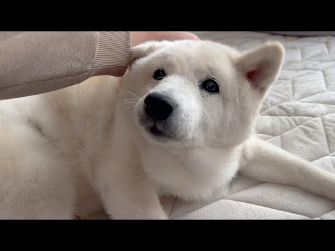 【激レア】お部屋を模様替えしてもらいテンションMAXで喜ぶ可愛い柴犬１６歳