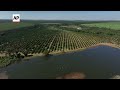Brazil orange production hits lowest level in decades due to disease and climate challenges - 01:01 min - News - Video