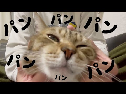 猫を撫でてケツをしばき倒すASMR