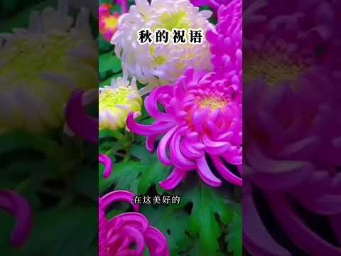 秋菊，愿你拥有绚烂的色彩，绽放出迷人的光芒。 在这美好的季节里，愿你散发着清新的香气，引人驻足欣赏。 菊花点缀着金色的秋天。 祝你一切都好，充满喜悦与希望。 #人生感悟 感谢订阅☕☕