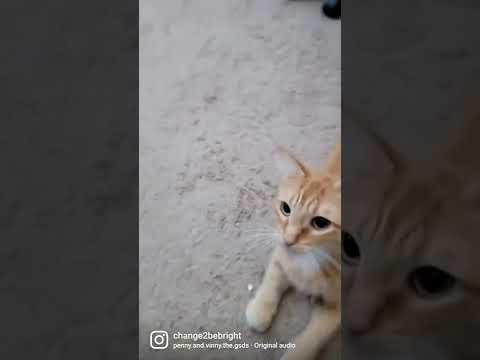 Why you're so cute 😍 #cat #catlover #catholic #catvideos #cats #cutecat