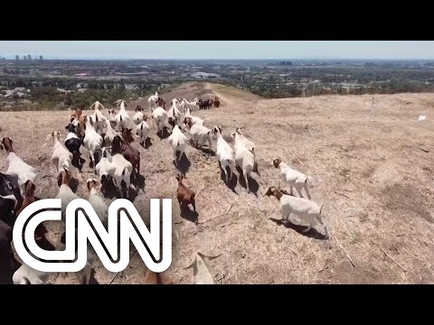 Cabras para prevenção de incêndios florestais estão em alta nos EUA #Shorts