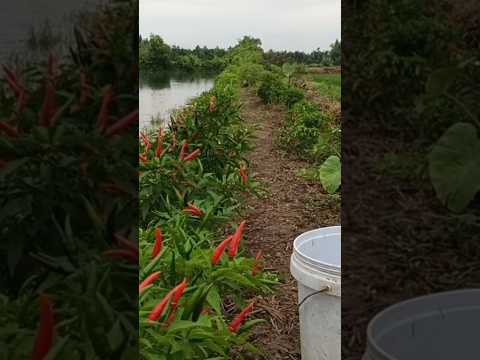 🌺một buổi chiều anh nông dân thu hoạch ớt chỉ thiên 🌺