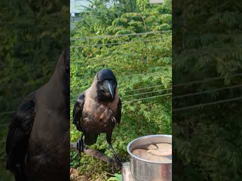 kindness to birds #shorts @nirmal videos