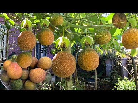 Thu hoạch CHANH DÂY COLOMBIA được trồng trên đất Đà Lạt.