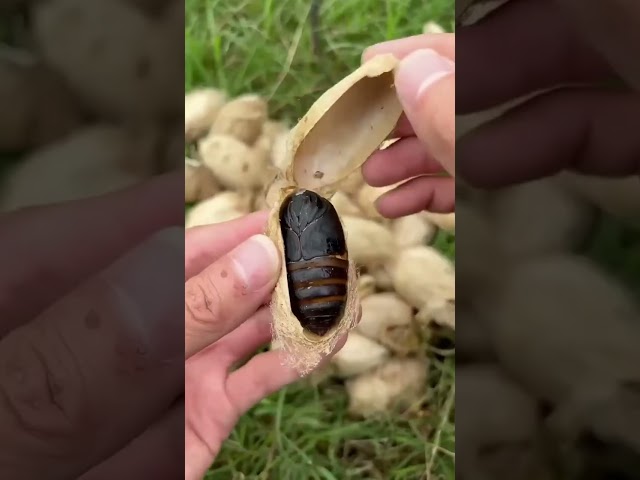 Silkworm chrysalis grows on the tree | Chinese Mountain Forest Life and Food #Moo Tik Tok#FYP