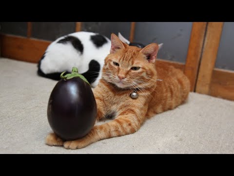 2025年9月28日うずまき猫ライブと放置の様子をご紹介 サムネイル