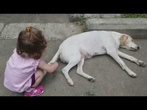 Cute BABY Lile Playing with Dog's Tail - Funny babies and dogs