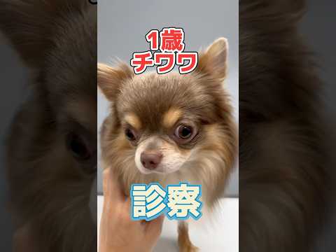 下痢と嘔吐が止まらない1歳のチワワが動物病院にやってきた!