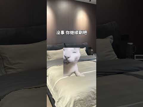 猫の動画サムネイル - 没事，你继续刷吧#有趣 #猫meme #猫meme剧场 #猫meme小剧场 #内容过于真实  #故事 #貓 #猫猫meme小剧场 #喵不可言