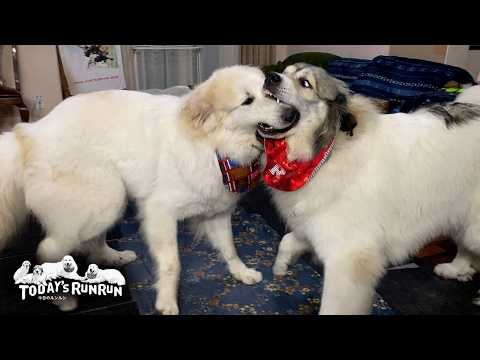 しつこくされるとブチギレるけど自分も結構しつこいベルです Great Pyrenees グレートピレニーズ