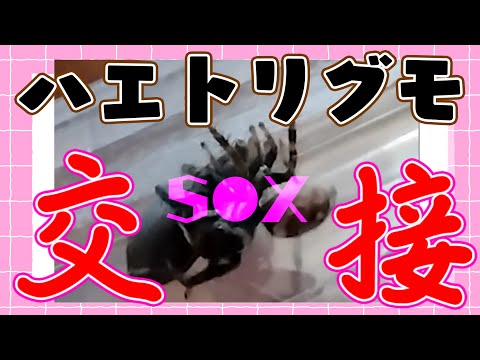 thumbnail_PLXU0qQe6_4