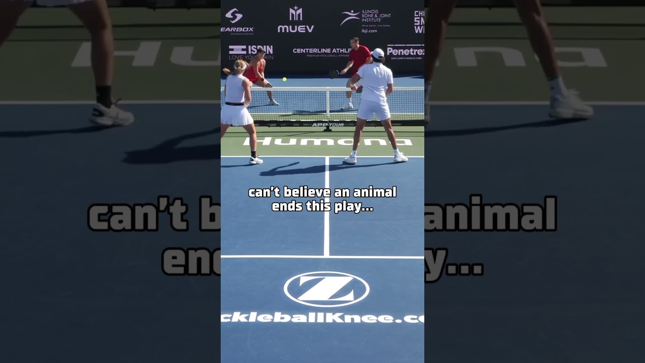 Duck on the Pickleball Court 🦆