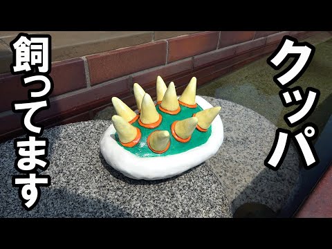【亀】クッパ飼ってます!6年前に拾った子亀が大きくなりました・・・