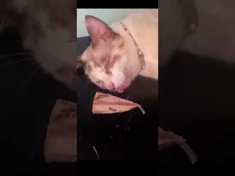 Snack time!!! 🤣 #trending #funny #youtubeshorts