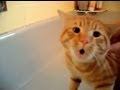 NO～!入浴を拒否する猫  