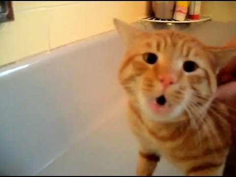 Мачорот Тајгер рече „НЕ“ за капењето