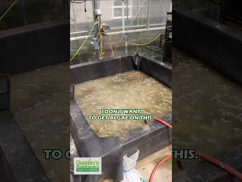 Dirting And Planting An 8' by 8' Basin of Vallisne SOME OF THE BEST ADVICE I CAN GIVE ABOUT THE PLANTED AQUARIUM! Check this out! Dirting and Planting 