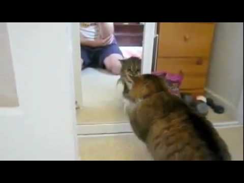 Мачка се расправа со огледалото